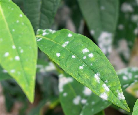 How to get rid of white mold on plants: 5 natural methods | Homes & Gardens