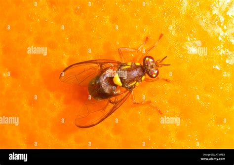 Queensland fruit fly hi-res stock photography and images - Alamy