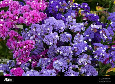 Europe Malta Valletta Colorful Statice Flowers Long Lasting Annuals