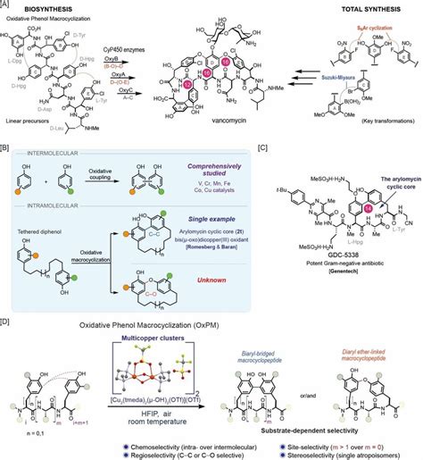 Approach Overview A Biosynthesis Of Vancomycin Through Consecutive