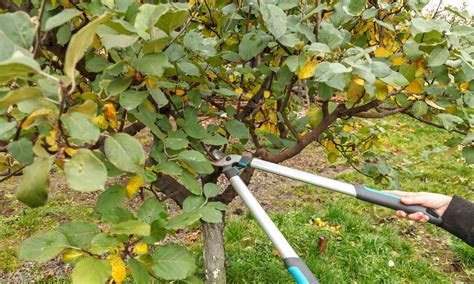 Cómo cuidar los árboles frutales de otoño y mantenerlos sanos