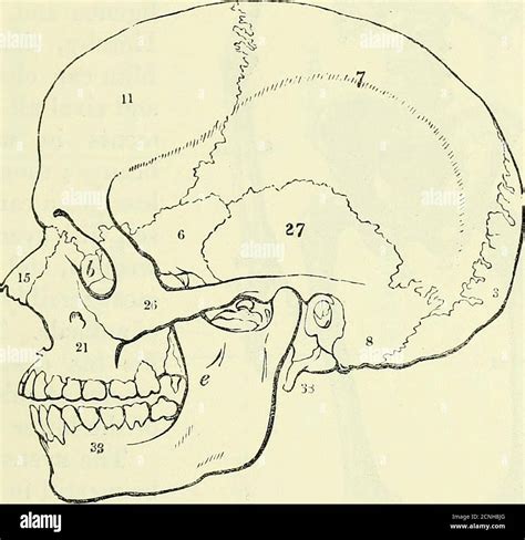 Anatomie du coude fotografías e imágenes de alta resolución - Alamy