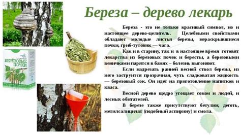 Березовый чай: польза и вред, рецепты с листьями и почками березы