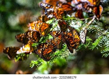 Colony Monarch Butterflies Danaus Plexippus Sitting Stock Photo