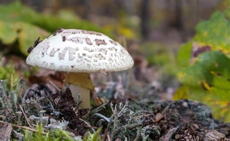 Cogumelo Branco É Venenoso - Toadstool cogumelo branco amanita amanita citrina. um cogumelo tóxico ...