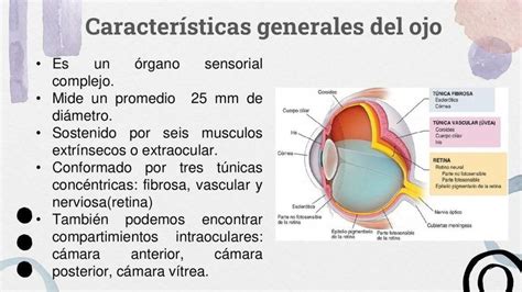 Histolog A De Ojo Willy Yeferson Acu A Carhuajulca Udocz