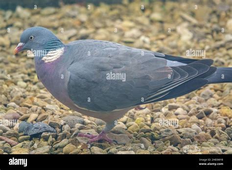 A Plump Wood Pigeon Columba Palumbus Surveying The Bird Food On The