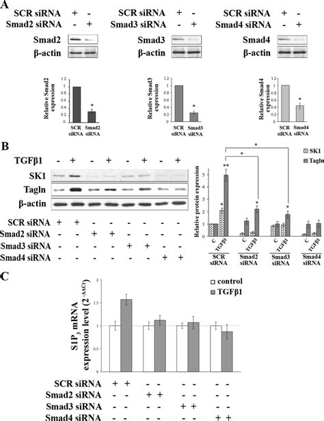 Role Of Smad Proteins In Tgf Dependent Sk And S P Up Regulation