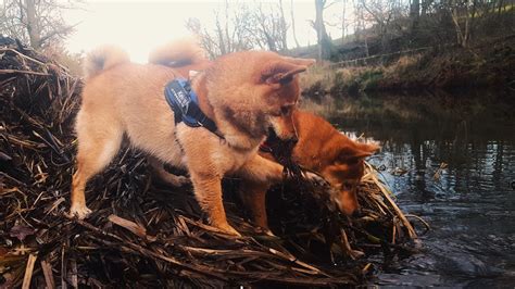 Shiba Inu Sisters In Search Of A Mice Youtube