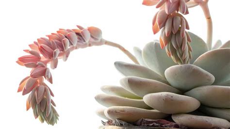 Growing and Caring for Echeveria Flowers (The Ultimate Guide)