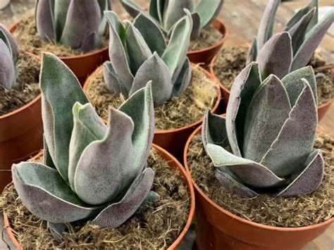 Crassula Garnet Lotus World Of Succulents