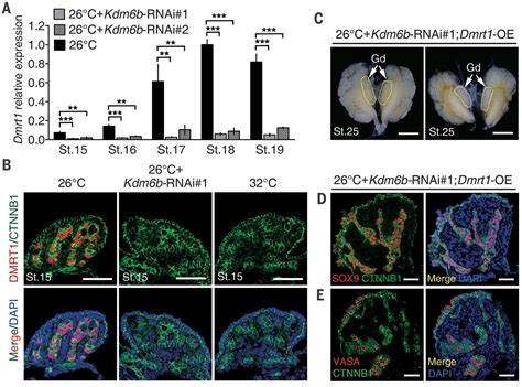 The Histone Demethylase Kdm6b Regulates Temperature Dependent Sex