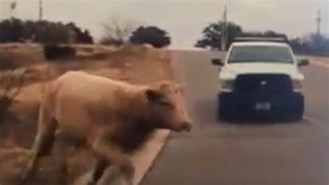 Runaway Cow Escapes Butcher Leads Cops On Hilarious Chase Through Town