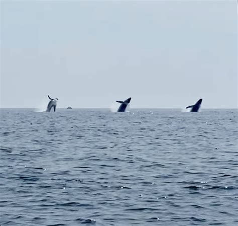 Father Captures Rare Breach Of 3 Whales At Once Off Cape Cod