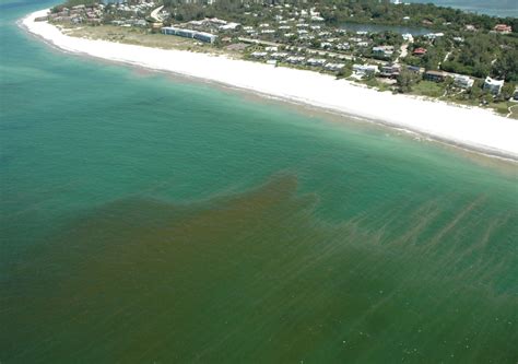 Red Tide Off Northwest Florida Beaches Killing Marine Life The Washington Post