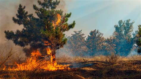 Ecosystems Impact Of Population Growth And Natural Hazards On