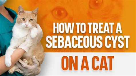 How To Treat A Sebaceous Cyst On A Cat Youtube