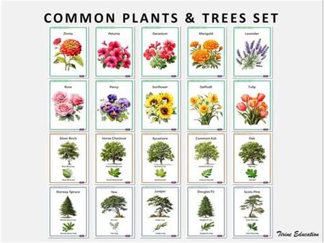 Common Plants And Trees 20 Poster Primary Science Set By Tirine Education