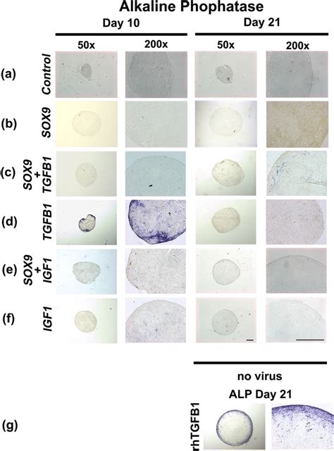 Histochemical Analyses For Hypertrophy Of Msc Pellet Cultures After