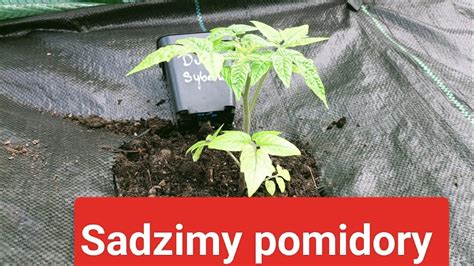 Sadzimy Pomidory Jak Prawid Owo Sadzi Pomidory By Rozwin Y Idealny