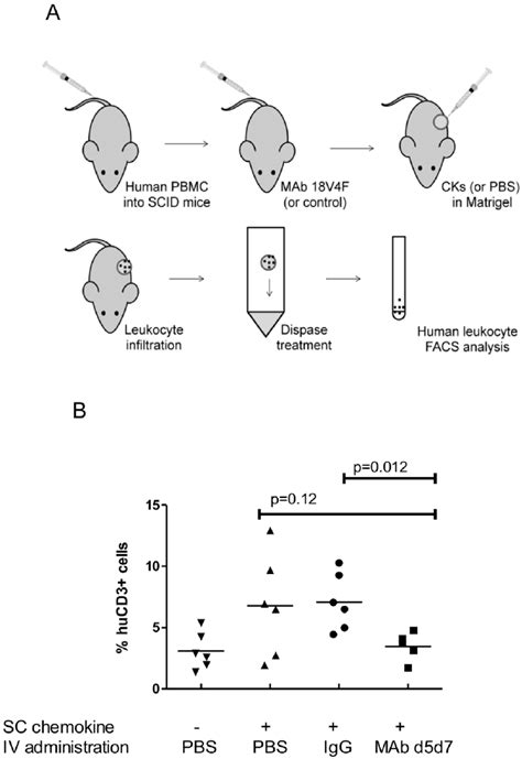 SCID-hu mouse model of leukocyte migration. ( A ) NSG (NOD/SCID/IL2r- c... | Download Scientific ...