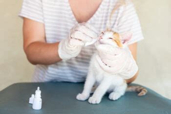 Can You Use Human Eye Drops on Cats? Vet-Reviewed Facts & Care Tips ...