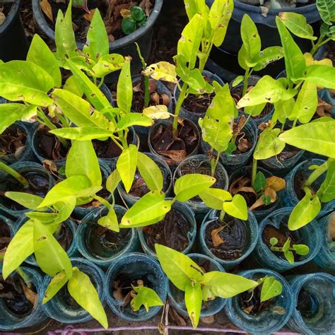 Planting Seedlings Ornamental Plants Stock Photo Image Of Jungle