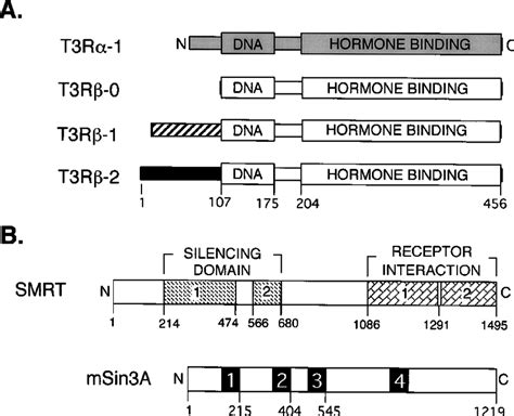 Schematic Representations Of The Different Isoforms Of Thyroid Hormone