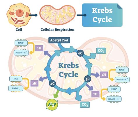 Cellular Respiration Diagram Mitochondria