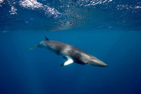 Minimum viable whale - Faculty of Science - University of Queensland
