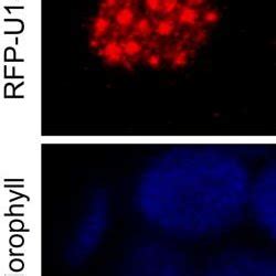 Confocal Images Of Arabidopsis Protoplasts Expressing Gfp U K That