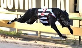 Gca Run Of The Month February Greyhound Clubs Australia