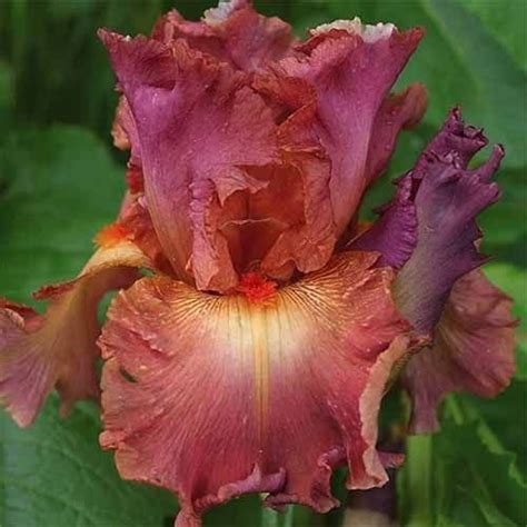 A Pink And Purple Flower With Green Leaves In The Background