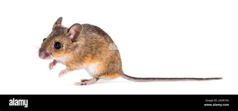 Eurasian Mouse Apodemus Species Sitting In Front Of White Background