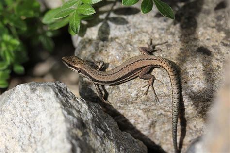 Lebensräume im eigenen Garten schaffen