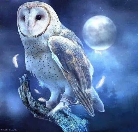 Owl Standing On A Branch And Moon Art Nocturnal Birds Owl Moon Owl