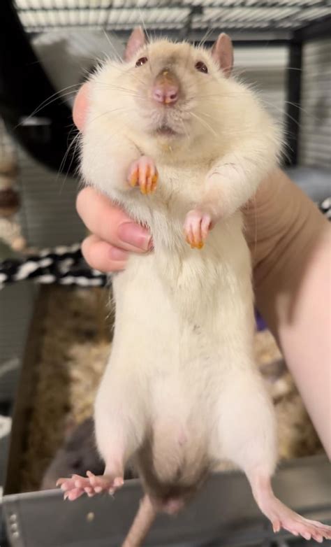 Super fat rat : r/PetGrab