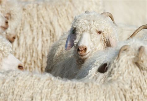 Angora Goat Facts