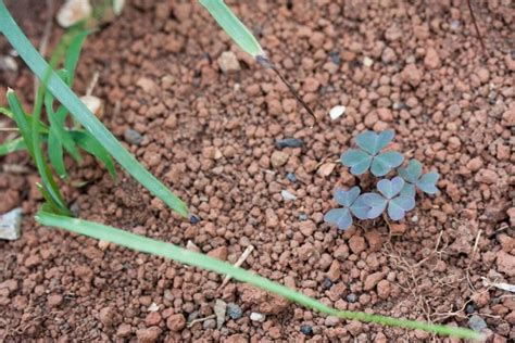 Can You Plant On Rocks What You Should Know Flourishing Plants