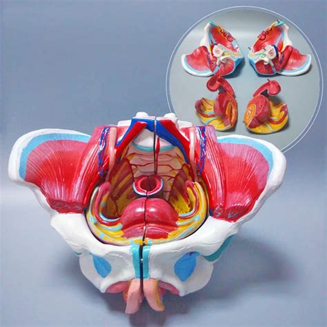 Vagina Medical Anatomy Model Female Study Transparent Female