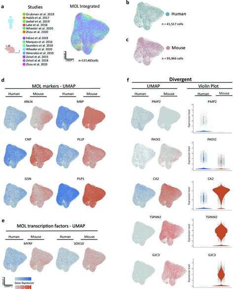 Cross Species Scrna Seq Profile Comparison Of Mature Oligodendrocytes