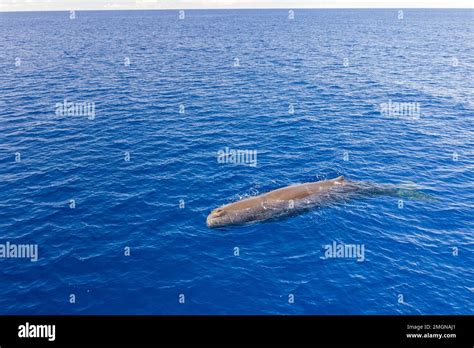 Aerial View Of A Sperm Whale Physeter Macrocephalus Vulnerable Iucn