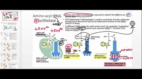 Aminoacyl tRNA Synthetase: Part 1 - YouTube