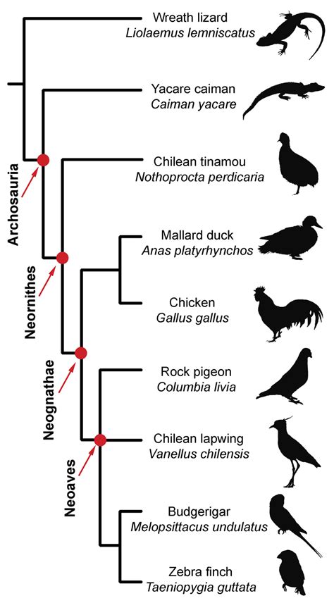 Phylogenetic Relationships Among The Modern Taxa Used In This Study