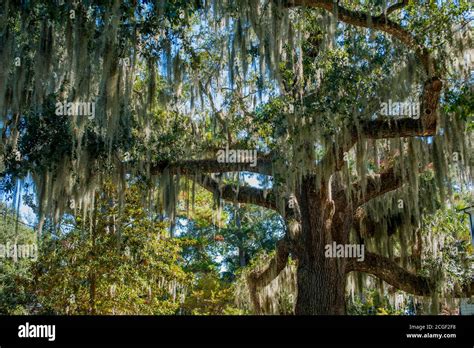 Southern Live Oak Trees With Spanish Moss Tillandsia Usneoides In