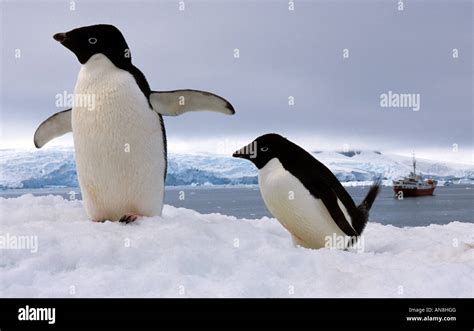 Pair Adele penguins Antarctica Stock Photo - Alamy