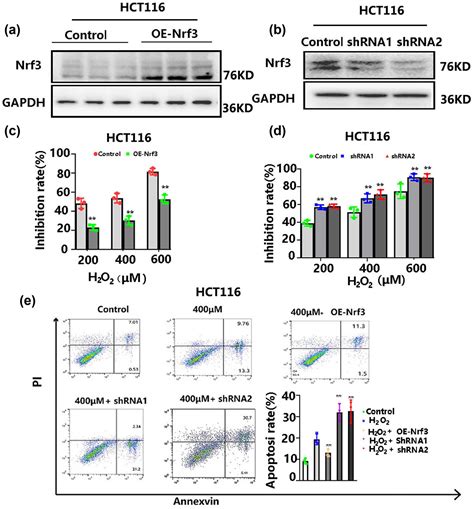 Nrf3 Alleviates Oxidative Stress And Promotes The Survival Of Colon