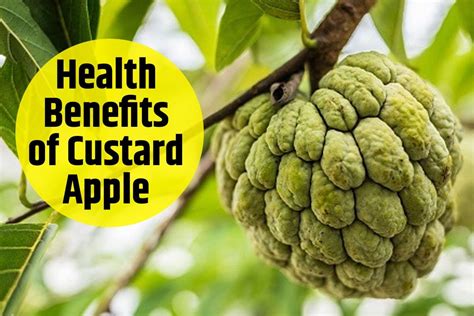 Sitaphal Benefits 4 Good Reasons You Should Add Custard Apple To Your Diet