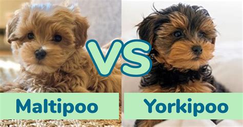 Maltipoo Vs Yorkipoo Doodle Comparison Premier Pups Premier Pups