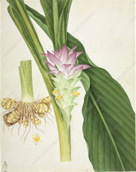 Ginger Zingiber Officinale Plant Stock Image C0102222 Science